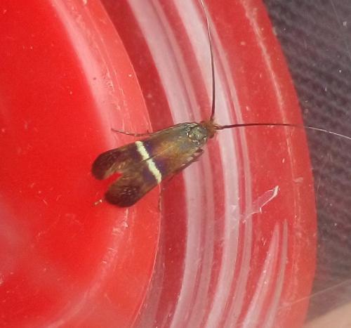 Adela australis
